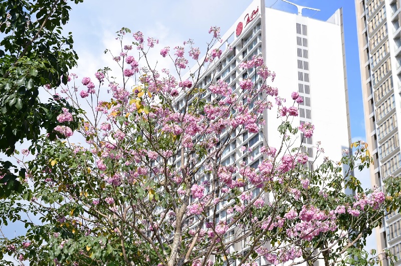 shophouse phú mỹ hưng